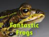 Fantastic_Frogs