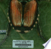 Japanese_beetle__Popillia_japonica_